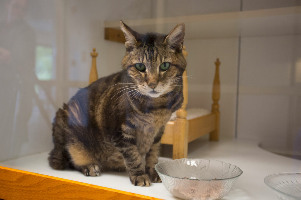 Dream Katcher Lodge Luxury For Cats & Dogs Farragut Life