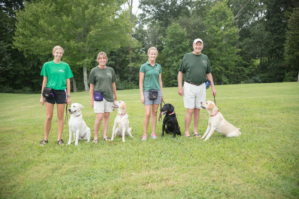 smoky mountain labradors